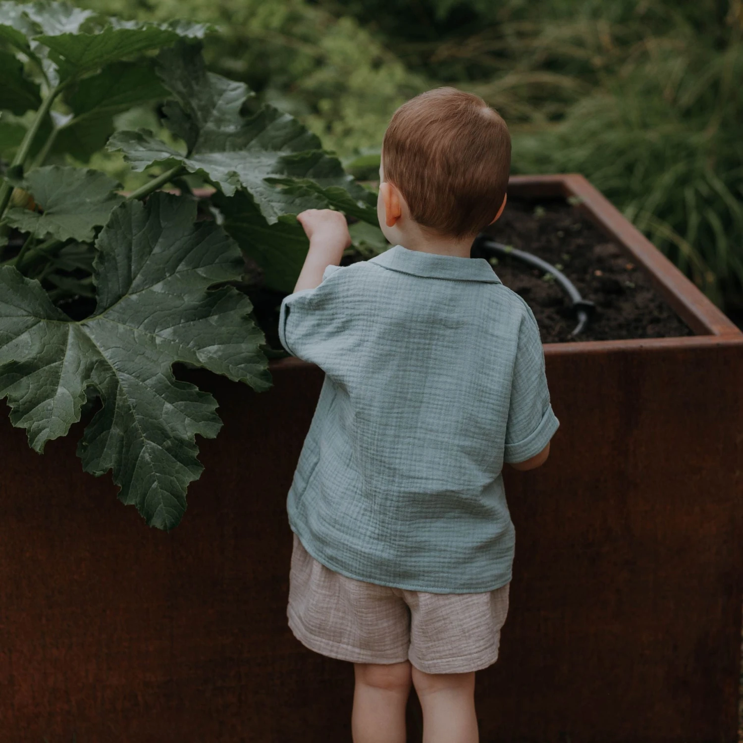 Wooly Organic Bio Musselin Kurze Hose Versch. Farben 3 Wooly Organic Bio Musselin Kurze Hose Versch. Farben